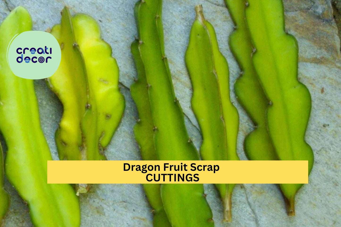 8 American Beauty Dragon Fruit Scrap Cuttings – 2–8” Self-Pollinating Hylocereus | Small Propagation Pieces for Tropical Growers