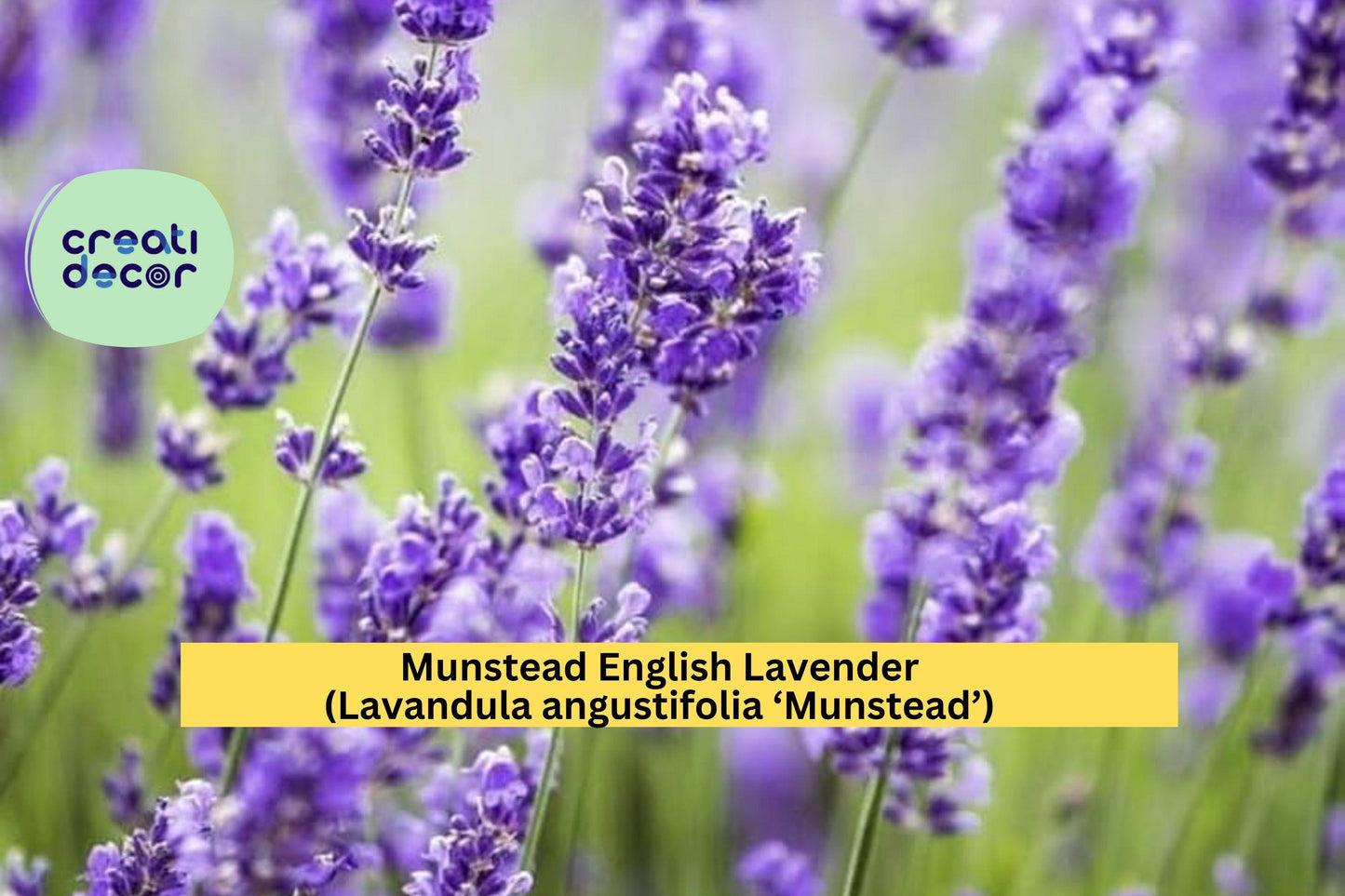 Munstead English Lavender Plant | Live Rooted Starter | Lavandula angustifolia Perennial Herb for Garden, Borders, or Culinary Use