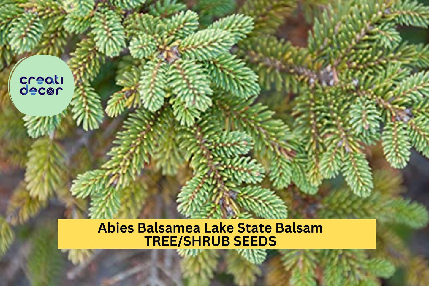 3pcs of 250mg Abies Balsamea Seeds for Planting – Lake State Balsam Fir Tree Seeds for Cold-Hardy Evergreen Landscaping or Christmas Trees