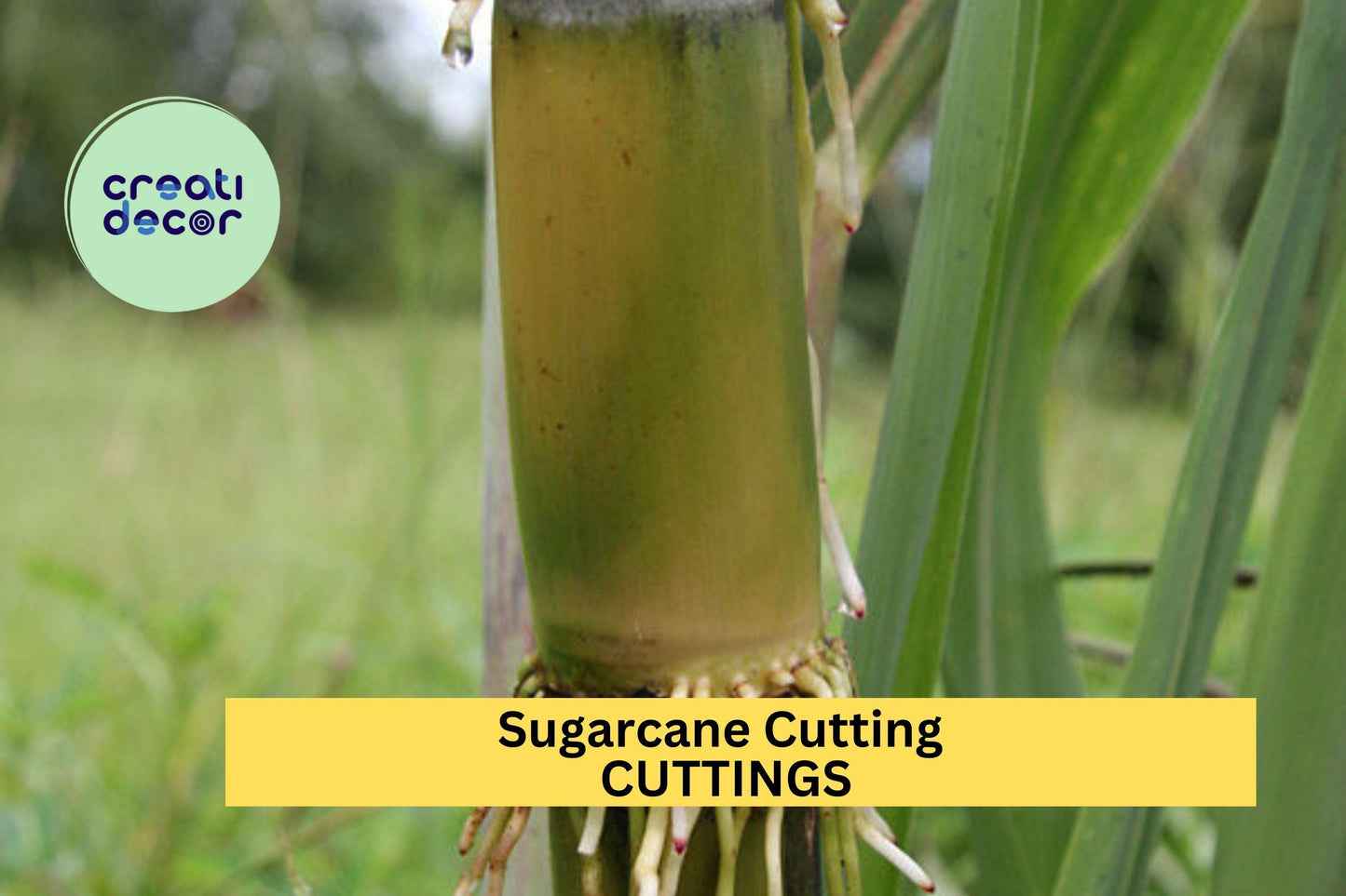 5 Rooted Sugarcane Cuttings – Sweet Juicy Tropical Variety – Live Plants Ready to Grow in Garden or Pots – USA