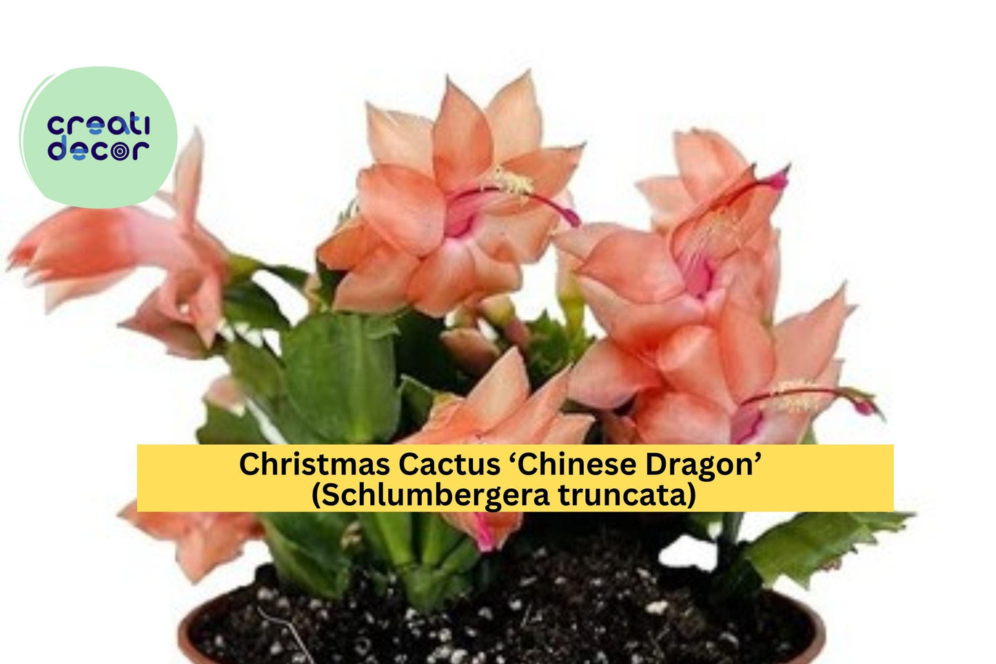 Christmas Cactus ‘Chinese Dragon’ Starter Plant – Schlumbergera truncata – Colorful Winter-Blooming Succulent for Indoors or Patio