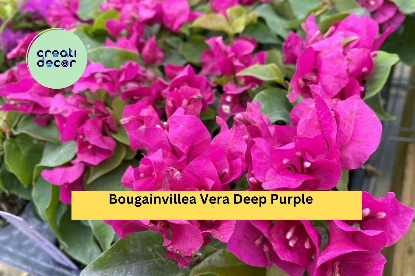 Vera Deep Purple Bougainvillea | Live Starter Plug Plant | Well Rooted Flowering Vine for Garden or Patio