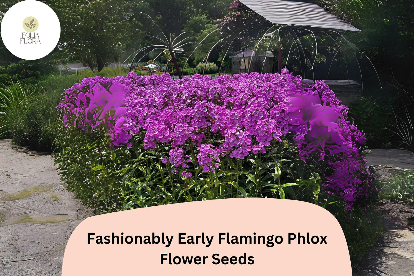 100+ Fashionably Early Flamingo Phlox Seeds – Purple Garden Flowers, Phlox Hybrid