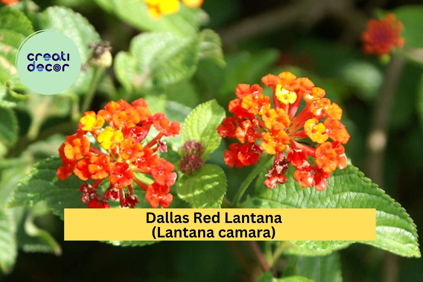 Dallas Red Lantana – Lantana camara 1 Gallon Live Plant, Fully Rooted Ornamental Shrub with Red-Orange Blooms for Butterfly Gardens