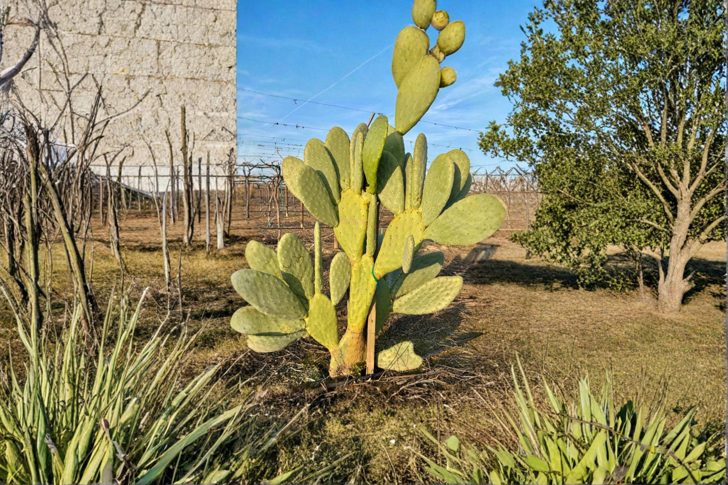 Nopal Cactus 2 Cuttings Unrooted (Opuntia spp.) Prickly Pear