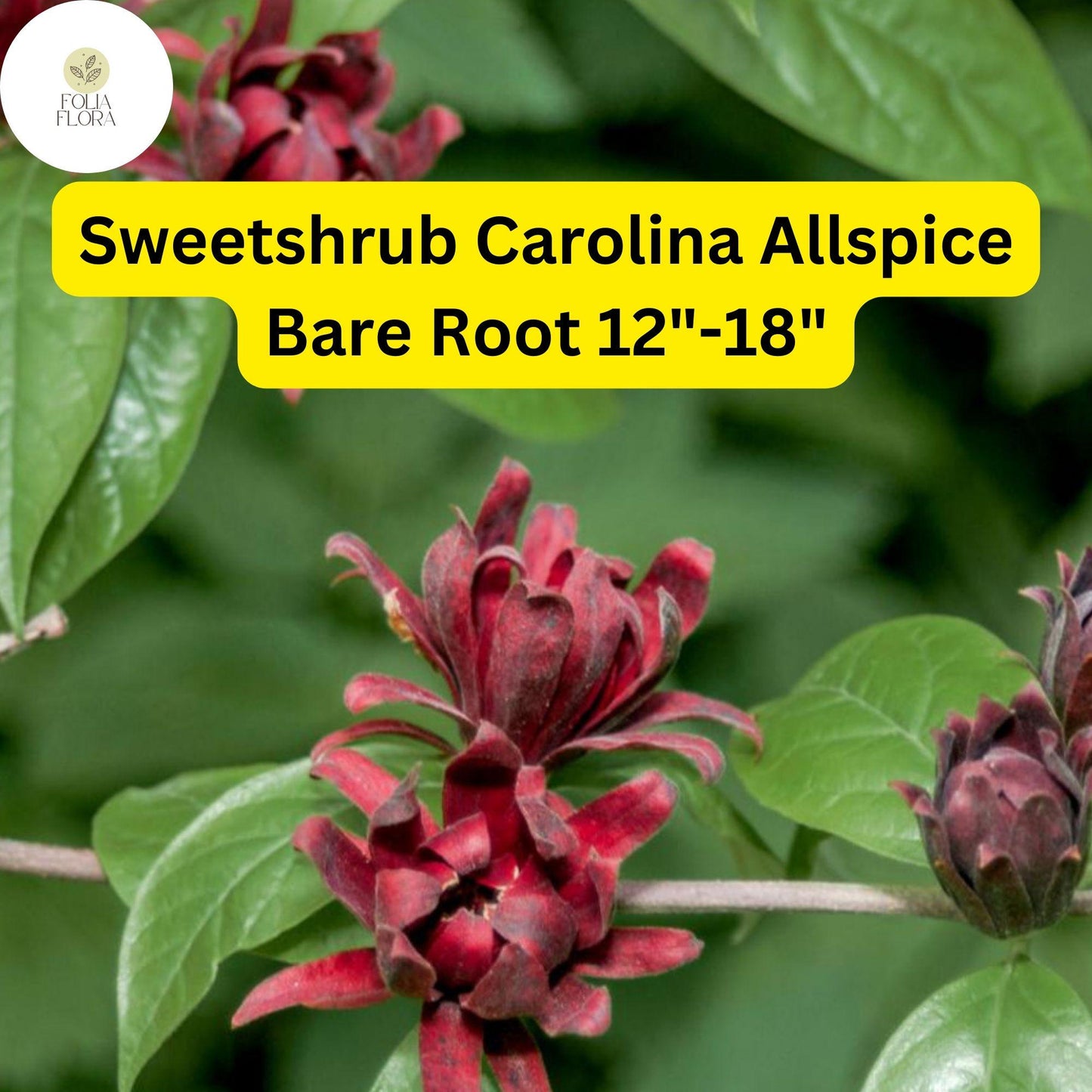 1 Sweetshrub (Calycanthus floridus) – Carolina Allspice Live Bare Root Plant 12"-18"