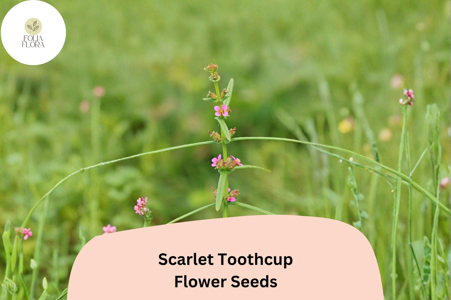 1000 Scarlet Toothcup Seeds | Rotala ramosior | Native Wetland Wildflower