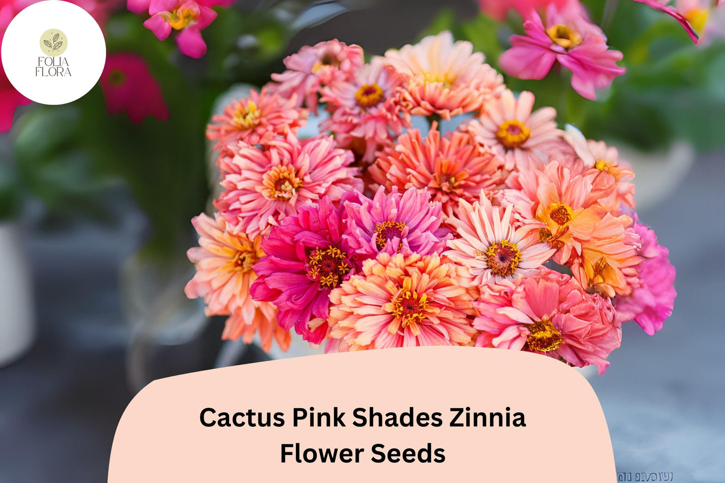 100+ Cactus Pink Shades Zinnia Seeds – Spiky Petal Blooms for Summer Garden & Cut Flowers