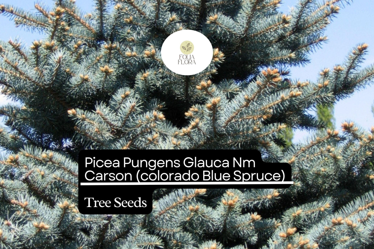 250mg Picea Pungens Glauca NM Carson Seeds, Colorado Blue Spruce, Hardy Evergreen Tree for Landscaping