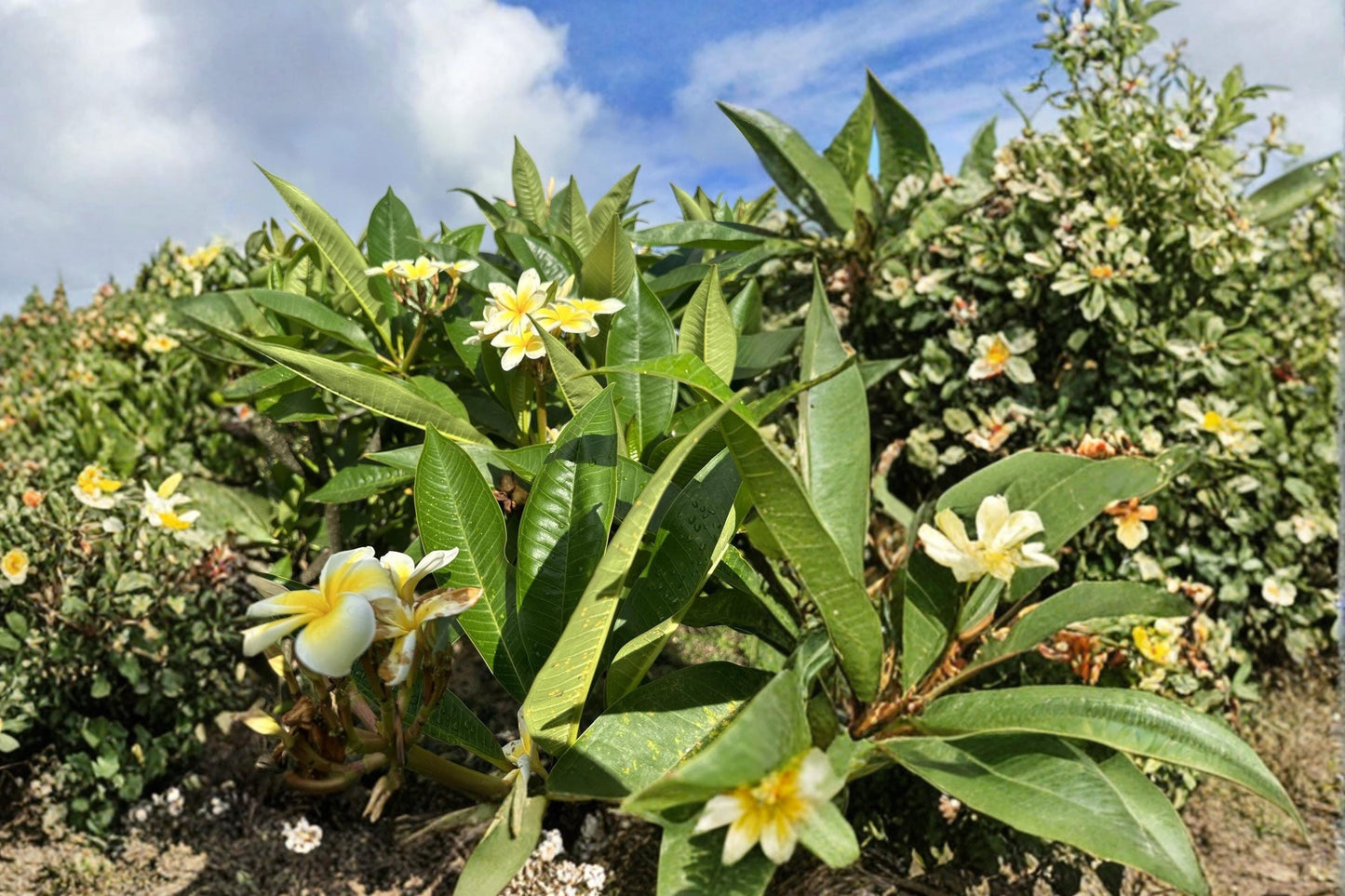 Yellow Plumeria 1 Cutting 10" Unrooted (Plumeria rubra) Single Head