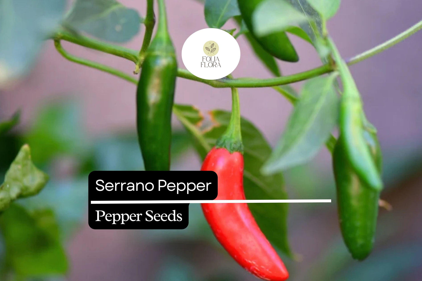 25 Serrano Pepper Seeds – Capsicum annuum – Heirloom, Spicy & Flavorful, High-Yielding