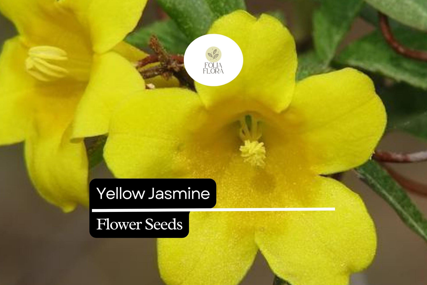 Yellow Jasmine Seeds (25) | Gelsemium sempervirens | Carolina Jessamine | Fragrant Yellow Climbing Vine | Pollinator-Friendly