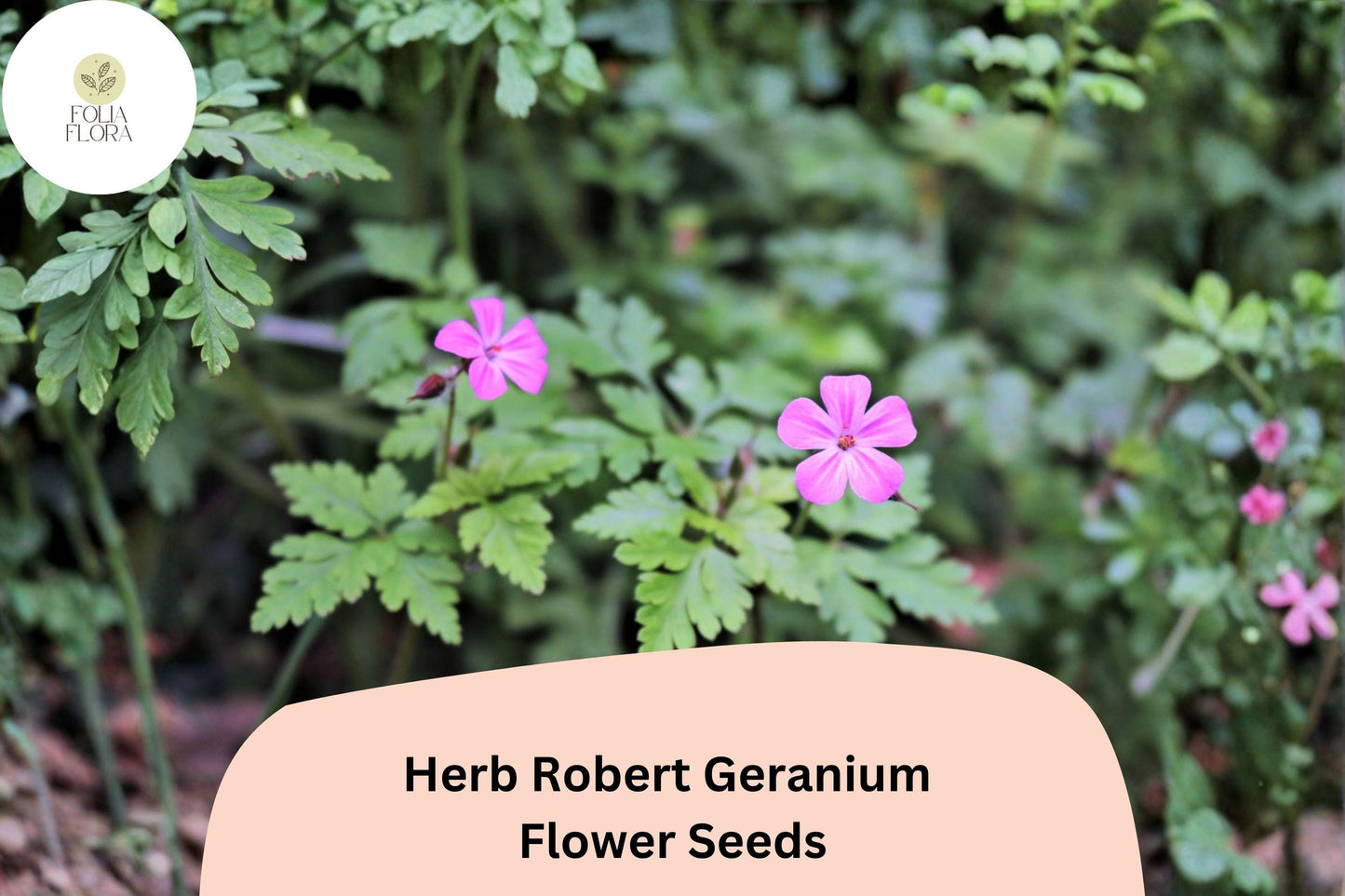 25+ Herb Robert Geranium Seeds for Garden Planting – Hardy, Easy to Grow Perennial with Pink Flowers