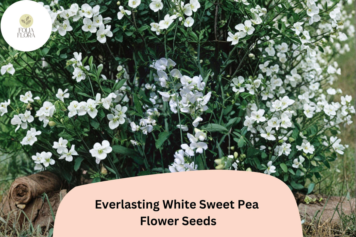Everlasting White Sweet Pea Seeds | Lathyrus latifolius Perennial Climbing Vine White Flowers (50+ Seeds)