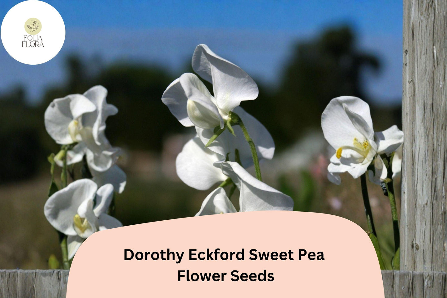 50+ Dorothy Eckford Sweet Pea Seeds | Fragrant White Flower for Garden Trellis, Fence & Cut Flowers