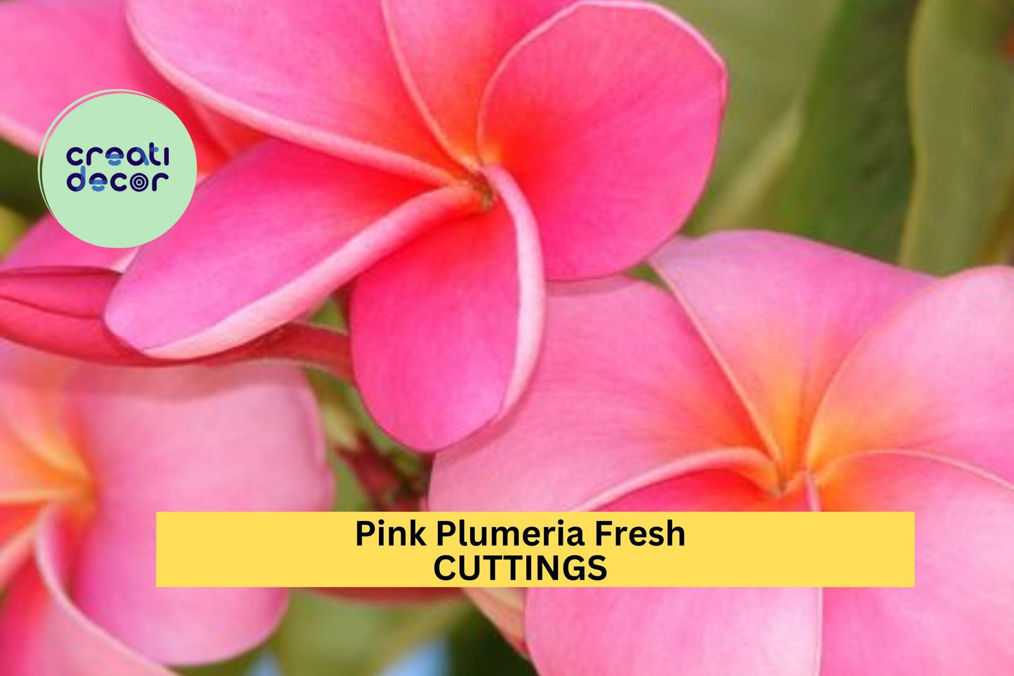 Pink Plumeria Cuttings 2 Pack | 10” Fresh Unrooted Single-Head Frangipani | Tropical Flower Tree Starter | Ships from USA
