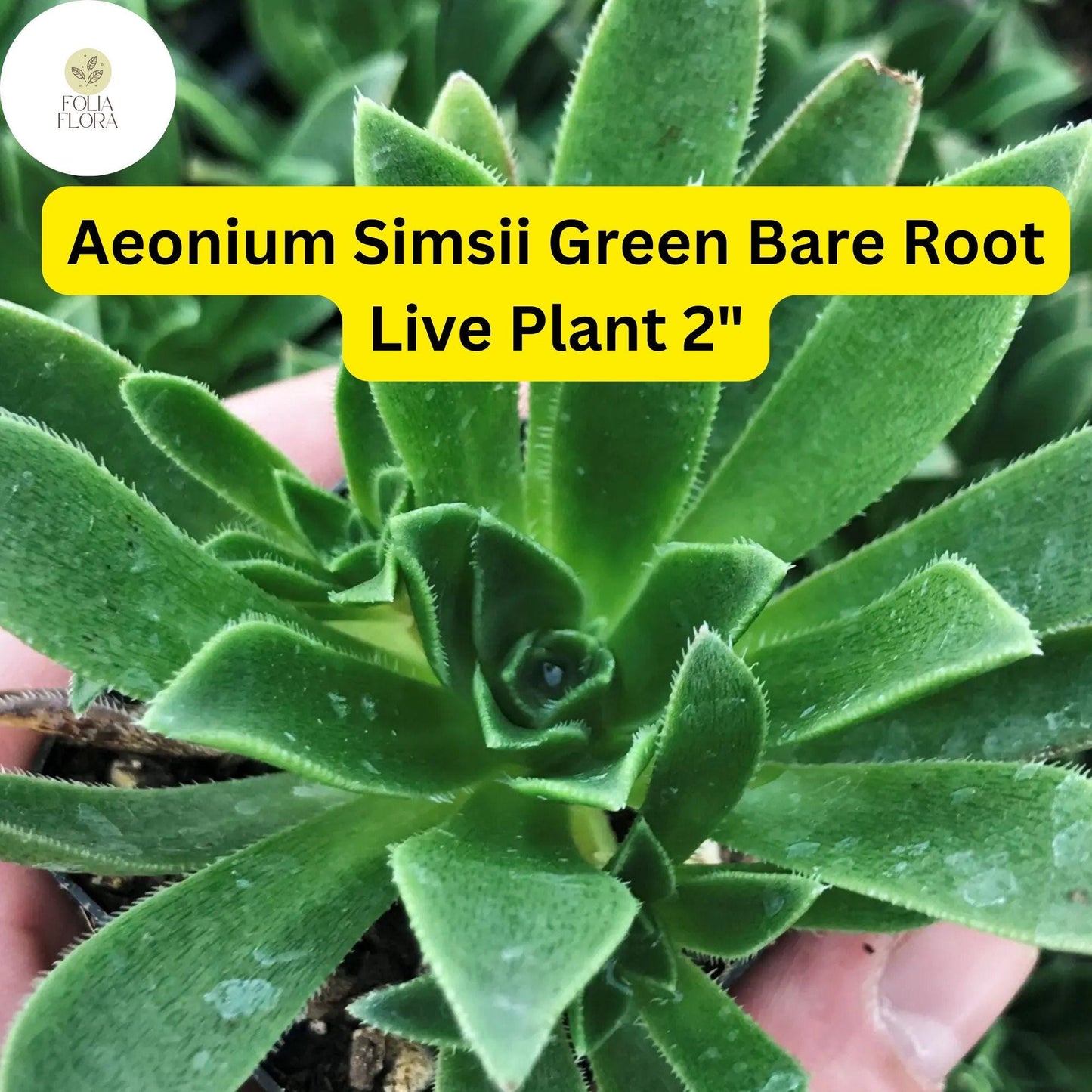 Aeonium simsii ‘Green’ | 2 Bare Root 2" Live Succulent Plants | Rosette-Forming, Drought-Tolerant, Easy-Care Houseplant