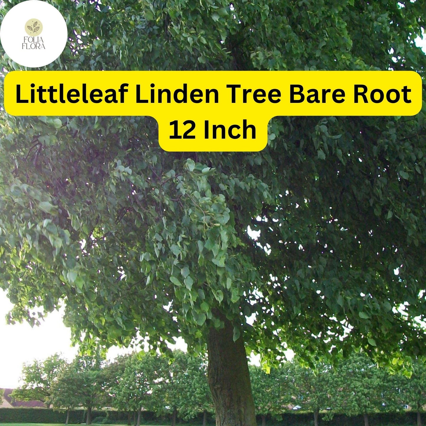 1 Tilia cordata Littleleaf Linden Tree - Live Bare Root Plant 12 Inch for Zones 3-7 - Hardy Shade & Ornamental Tree