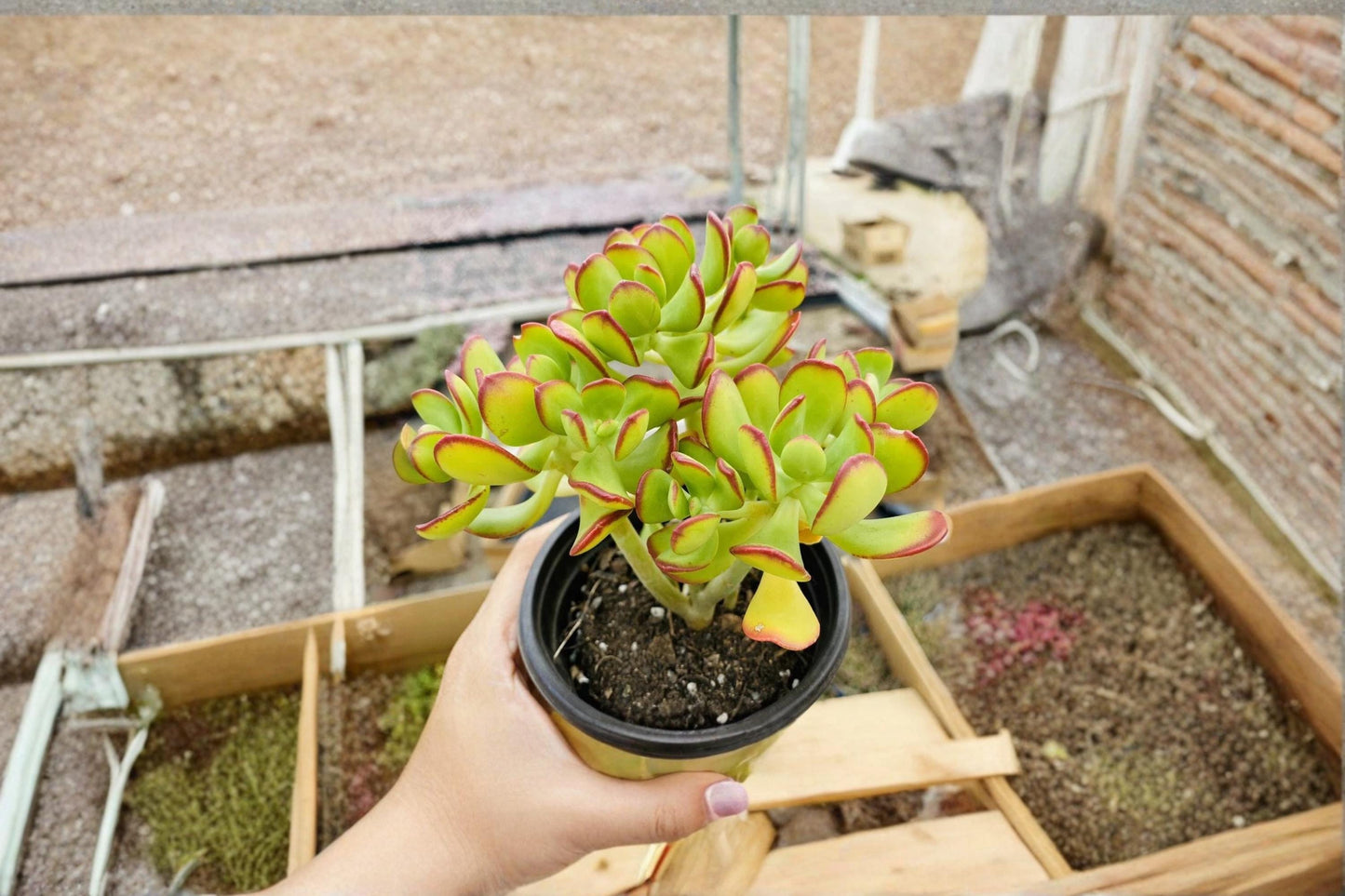 Sedum Dendroideum 5 Cuttings Unrooted Succulent Fairy Garden Plant