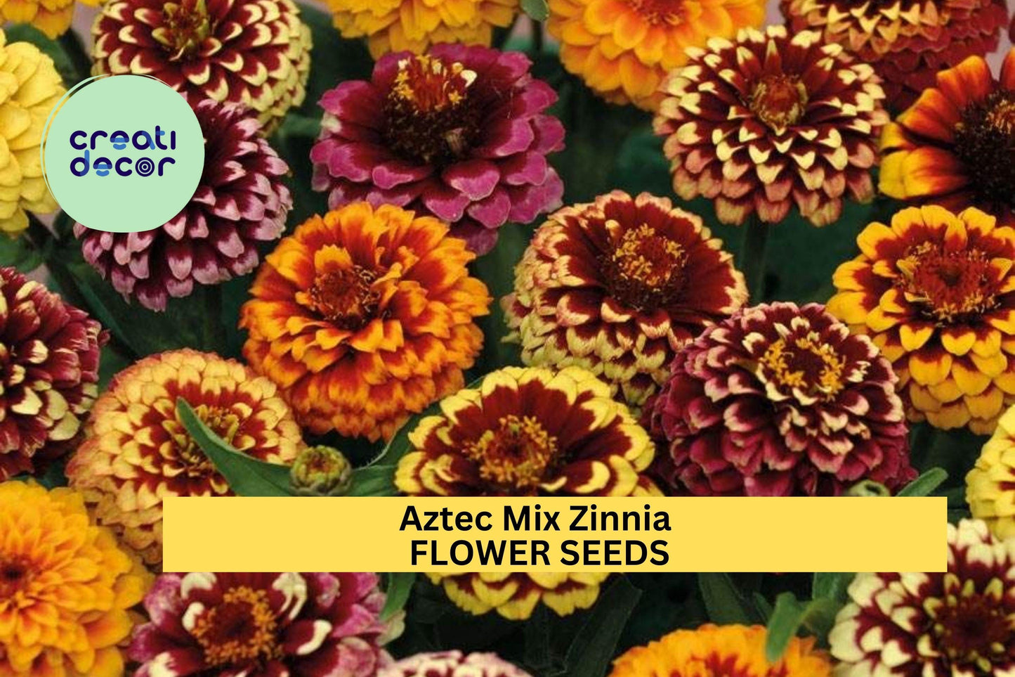 100+ Aztec Mix Zinnia Seeds – Vibrant Multi-Color Blooms for Garden Planting, Heat-Tolerant Flowers for Beds & Pollinators – USA