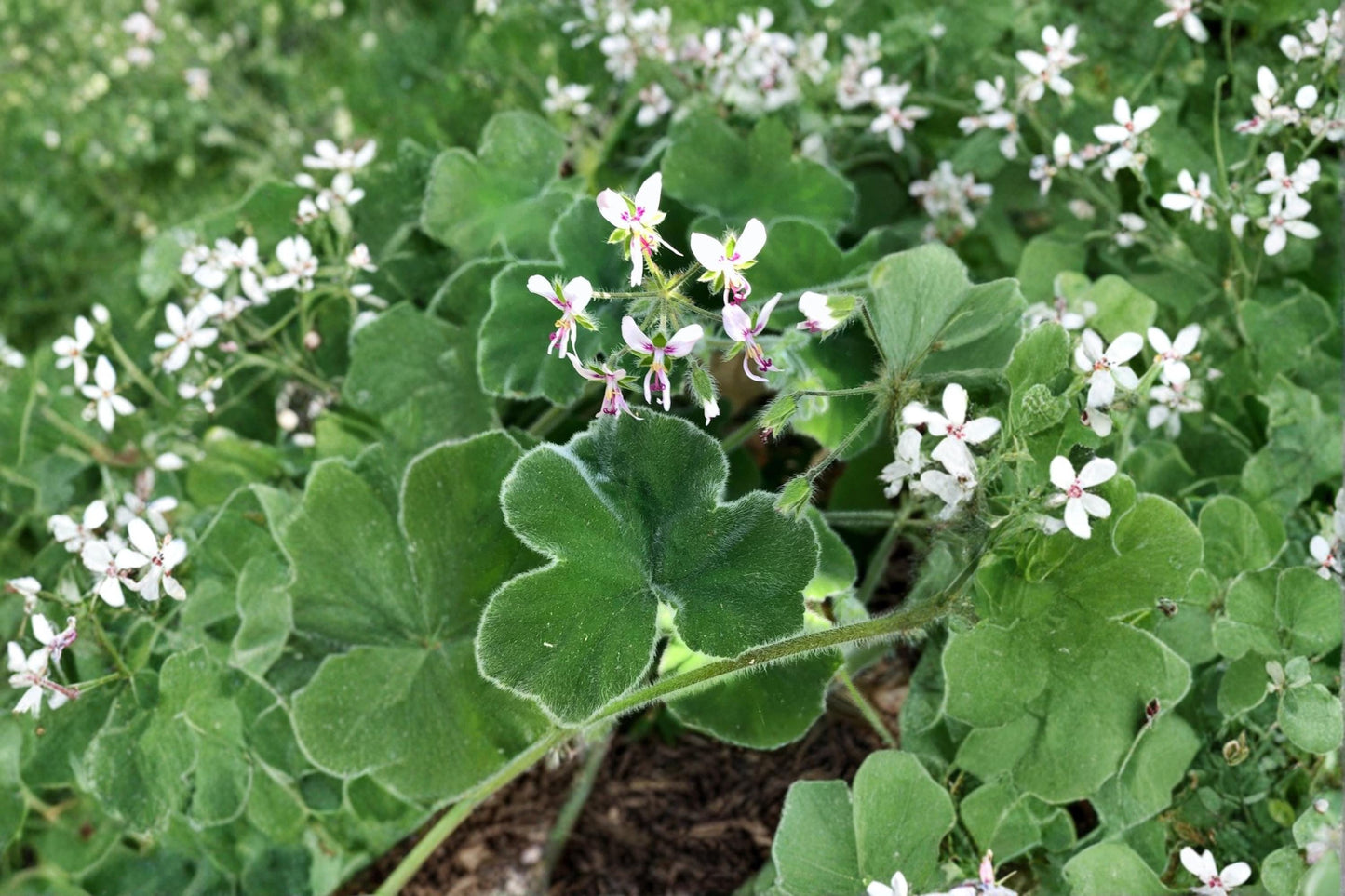 Mint Scented Pelargonium 3 Cuttings 6" Live Plant Fuzzy Leaf Geranium (Pelargonium spp.)