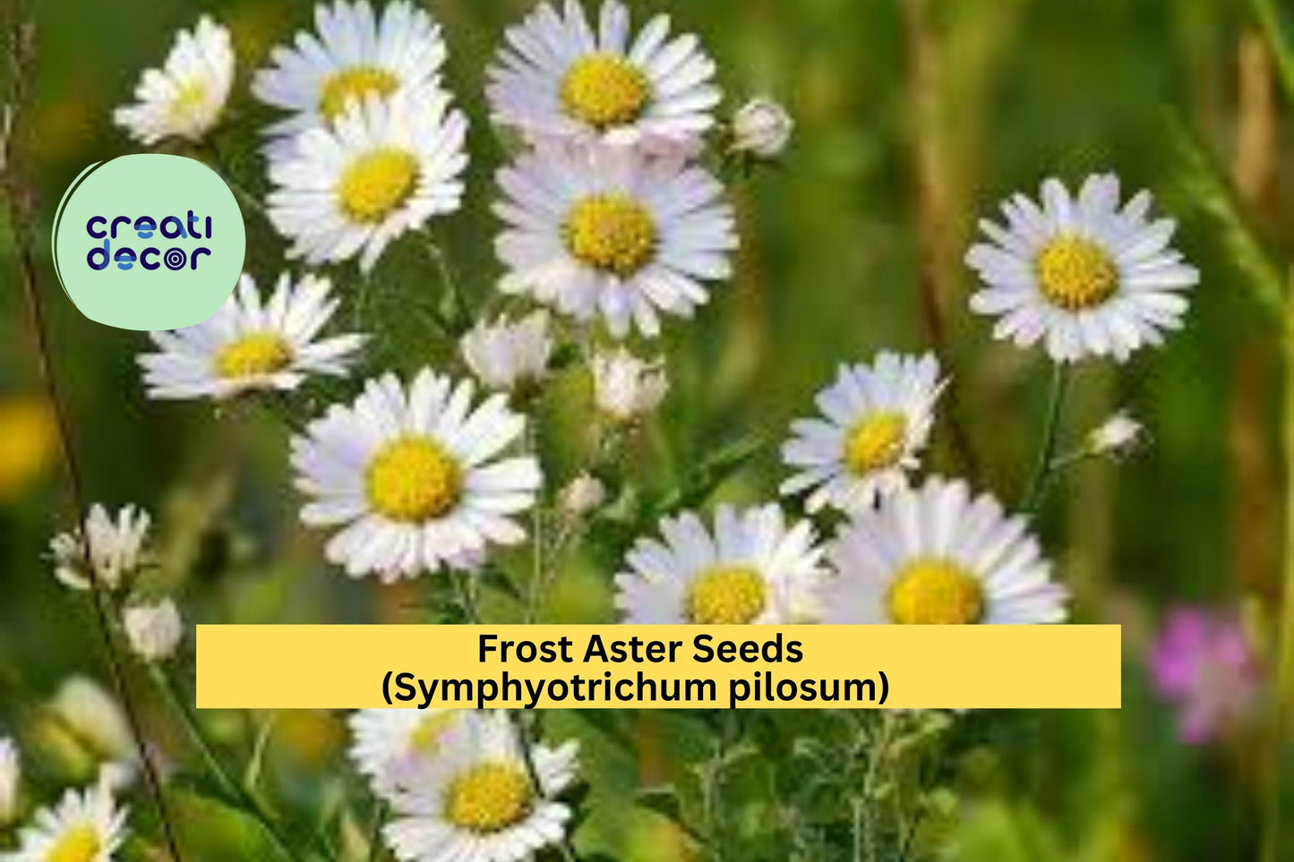 Frost Aster Seeds (Symphyotrichum pilosum) – 100 Seeds – White Native Wildflower for Pollinator, Meadow, and Natural Gardens