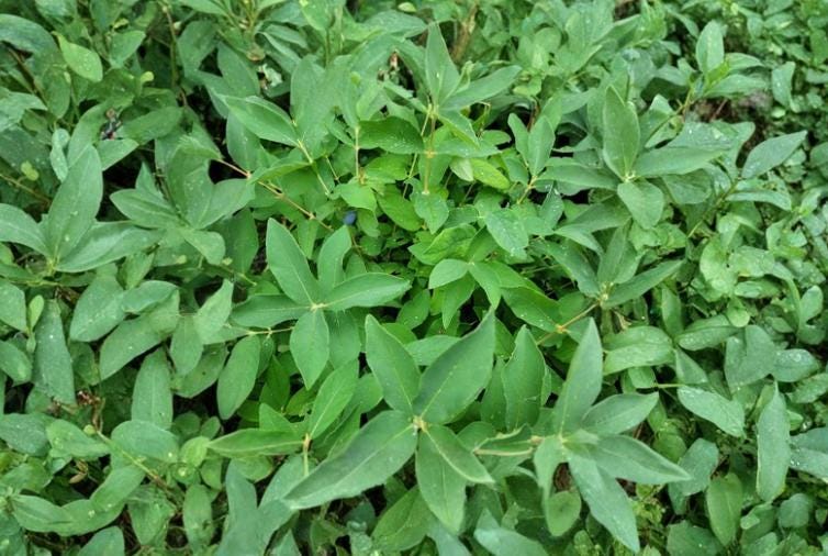 Honeyberry 6 Cuttings 4" Dormant (Lonicera caerulea) Unrooted