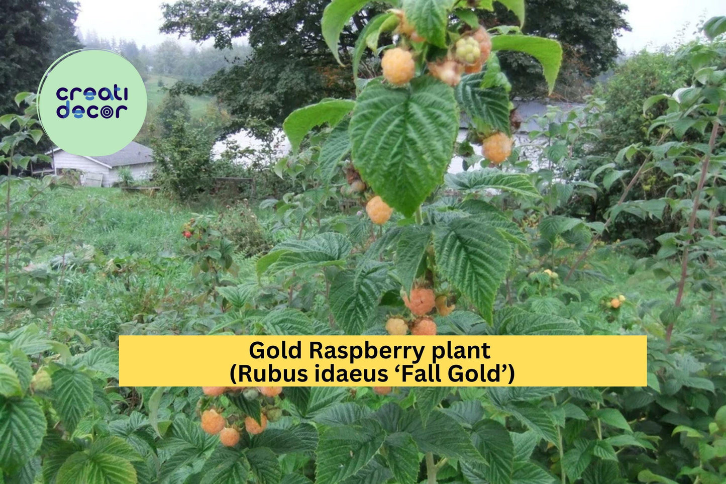 Fall Gold Raspberry Plant | Rubus idaeus ‘Fall Gold’ | 1 Live Rooted Perennial Berry Plant | Zones 3-8