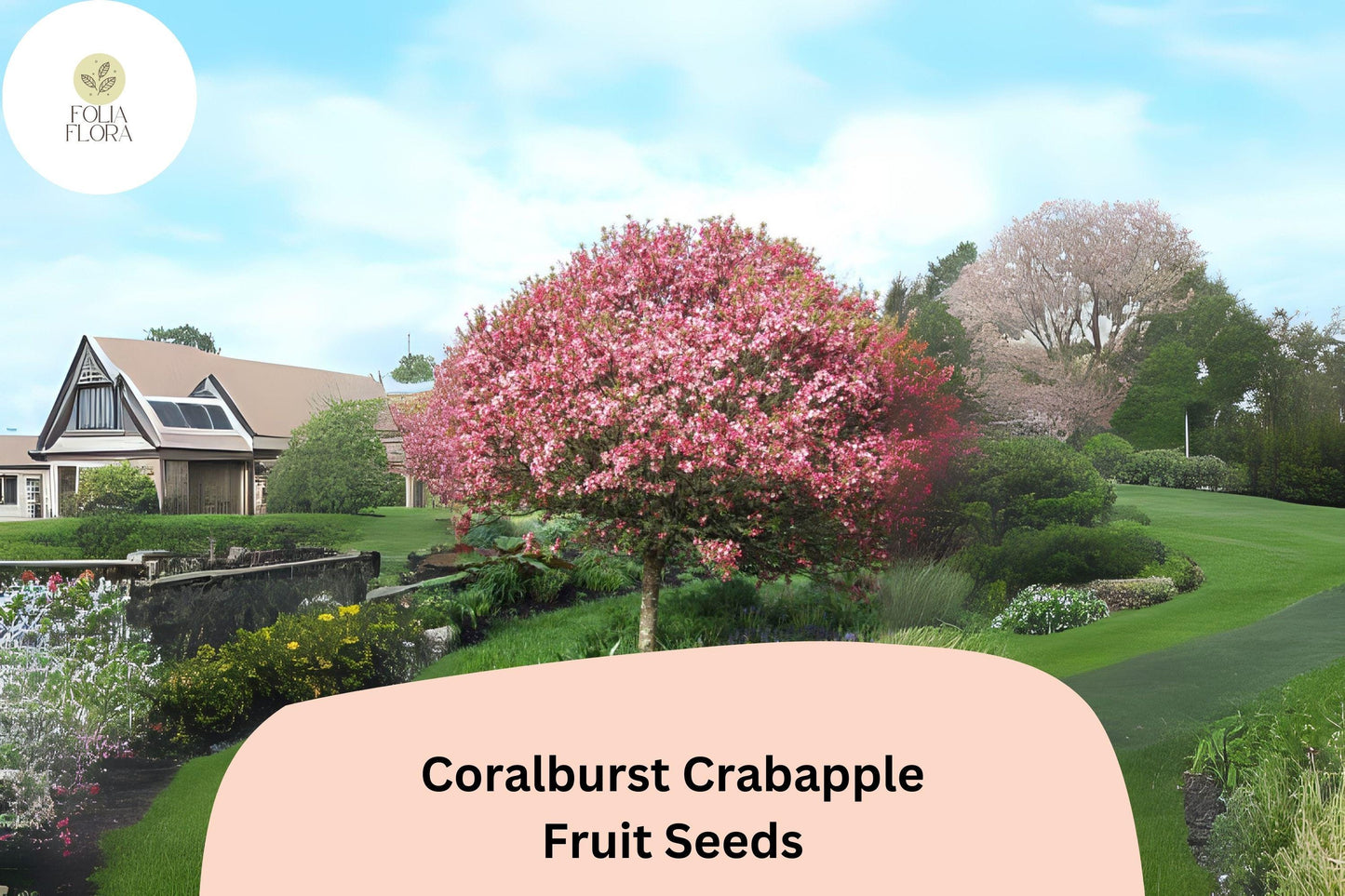 25+ Coralburst Crabapple Seeds | Malus ‘Coralburst’ Ornamental Tree | Coral-Pink Blossoms & Red Fall Fruit | Garden Planting