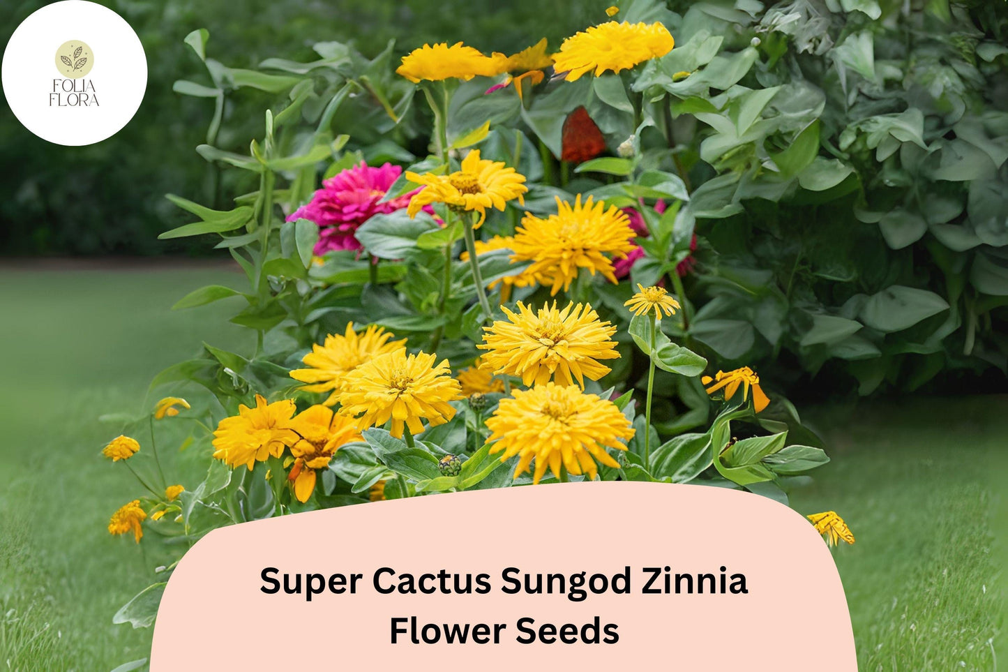 Super Cactus Sungod Zinnia Seeds: Large Yellow Blooms, Heirloom Non-GMO