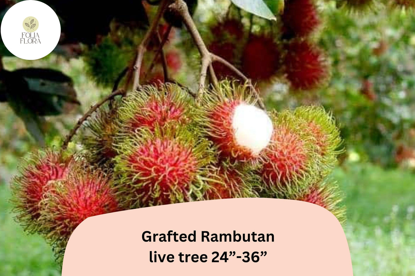Grafted Rambutan Tree 24–36” | Live Nephelium Lappaceum | Tropical Exotic Fruit Tree | Rare Edible Plant