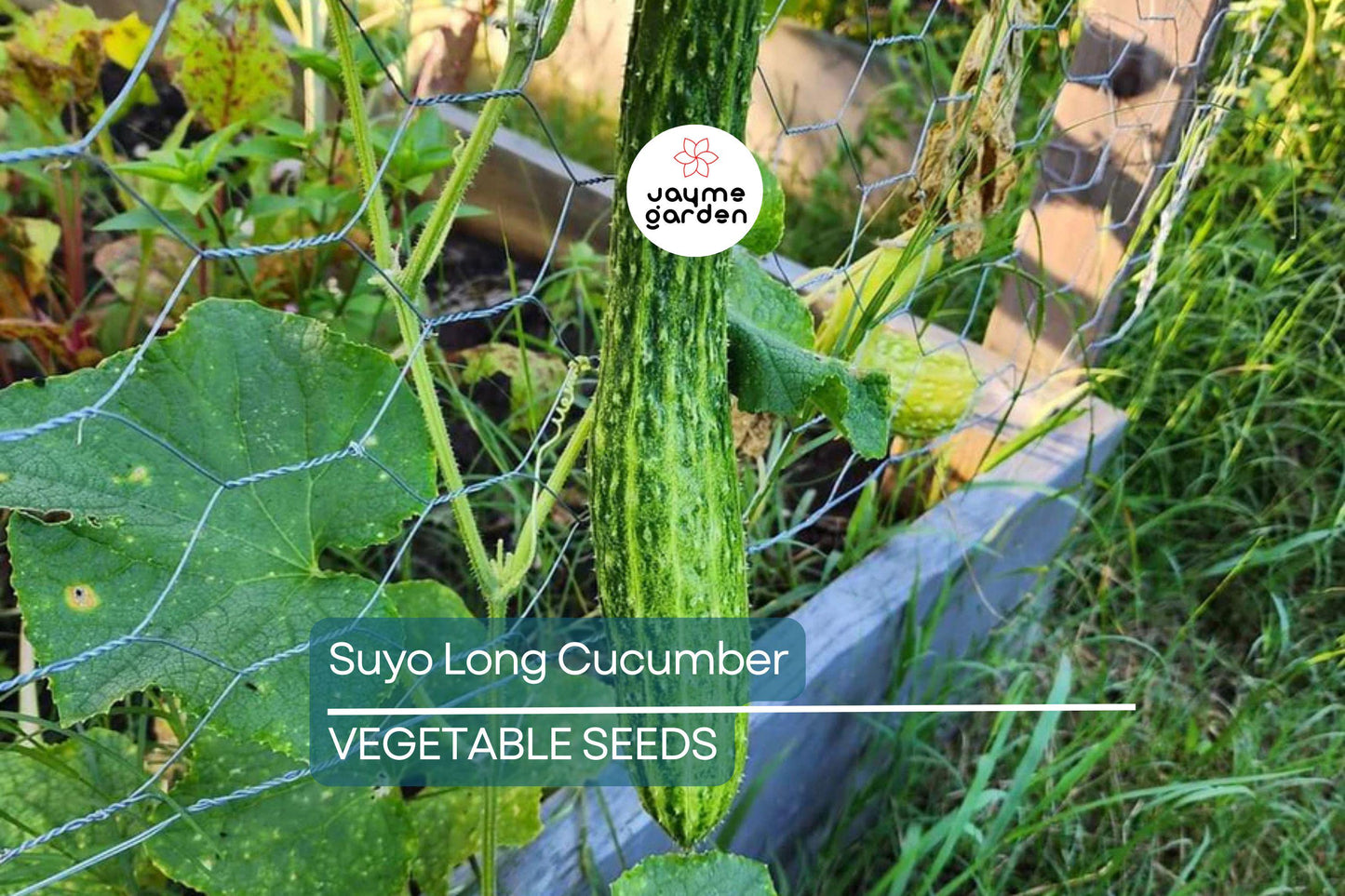 100+ Suyo Long Cucumber Seeds - Heirloom - Burpless - Organic - Non-GMO - Rare Asian Variety - Sweet & Crisp - Grows Up to 15"