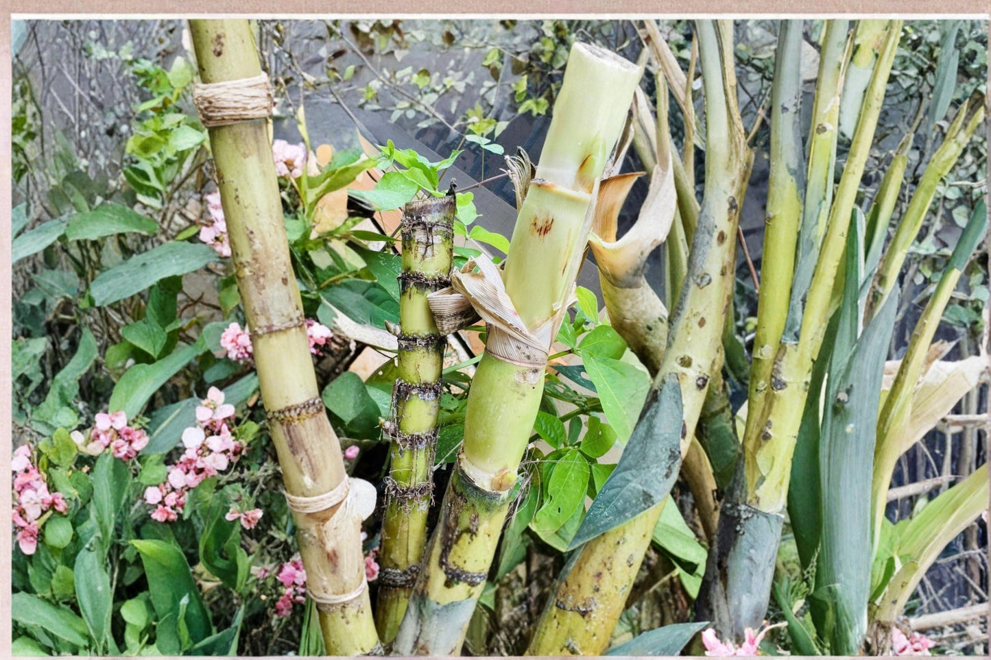 Green Sugarcane 3 Cuttings (Saccharum officinarum) Fresh Unrooted Live Plant