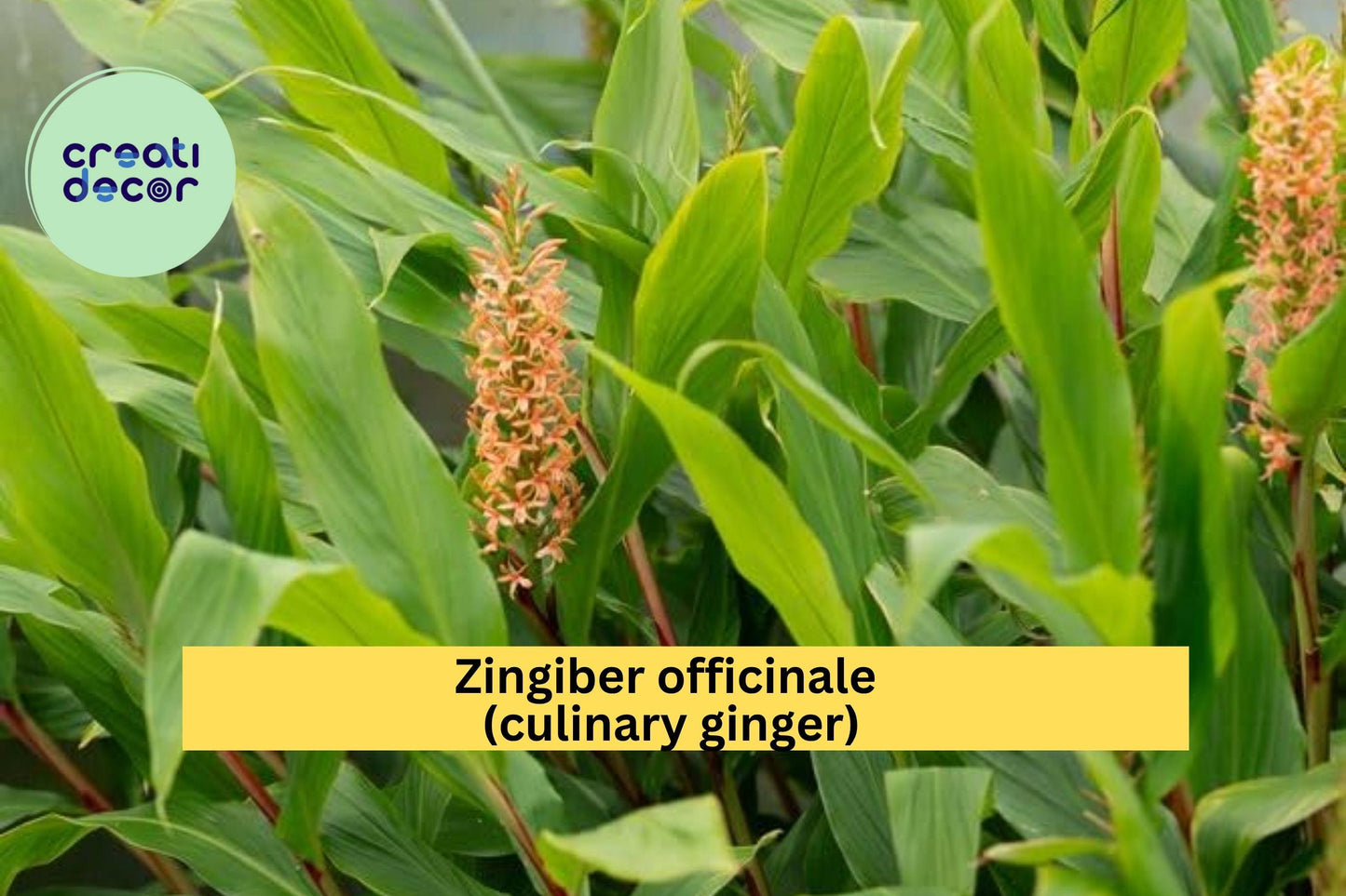 Edible Ginger Plant – Zingiber officinale – Live Rooted Culinary Herb for Planting, Fresh Kitchen Spice Garden Starter