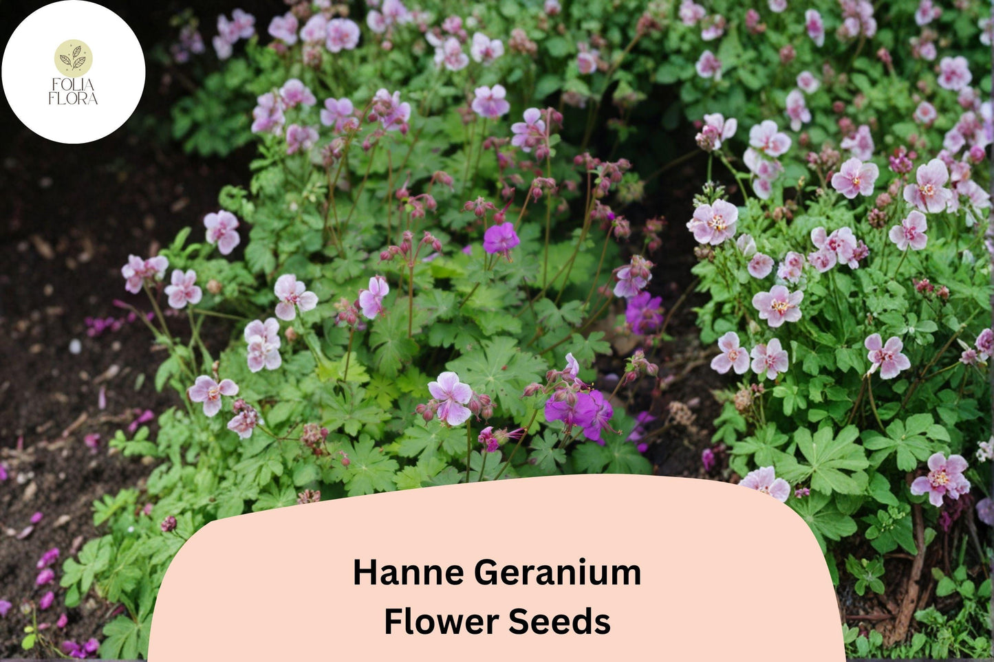 25+ Hanne Geranium Seeds | Pink Zonal Pelargonium | Bright Garden Flower Seeds