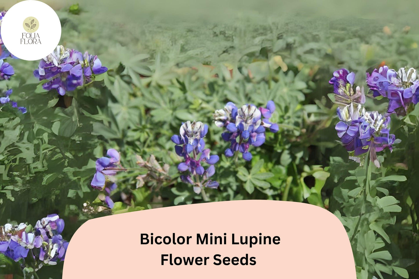 Lupinus Bicolor Mini Lupine Seeds – 25+ Compact Wildflowers for Pollinators & Gardens