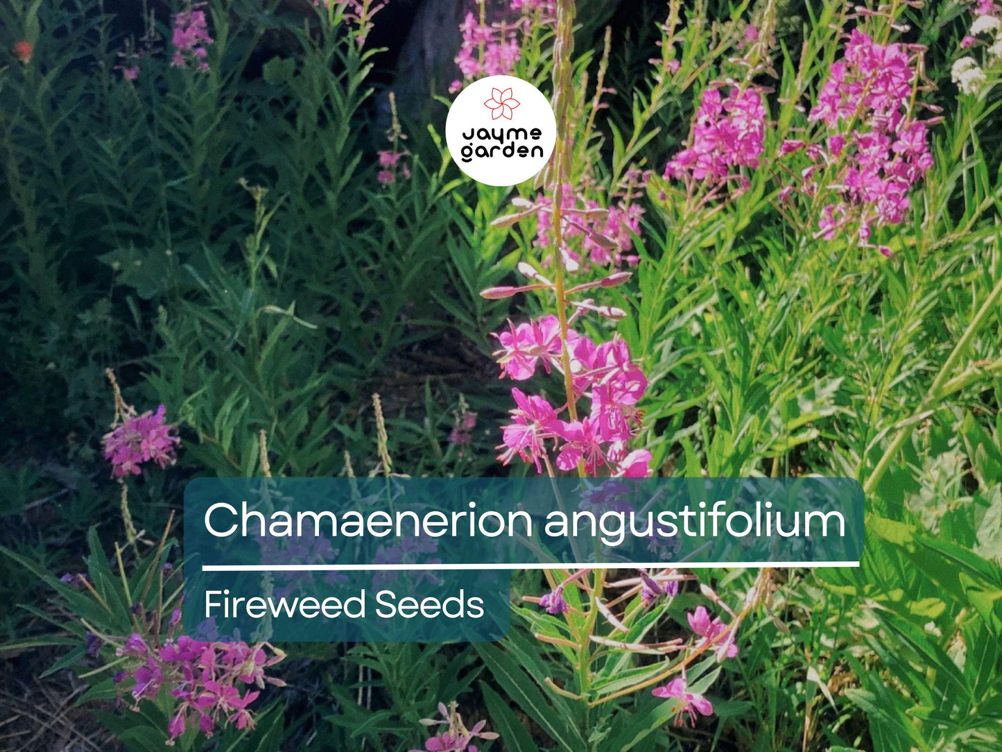 500 Seeds Chamaenerion Angustifolium | Fireweed Seeds for Planting | Willow Herb | Magenta Flower | Pollinator Attracting Fast Grower