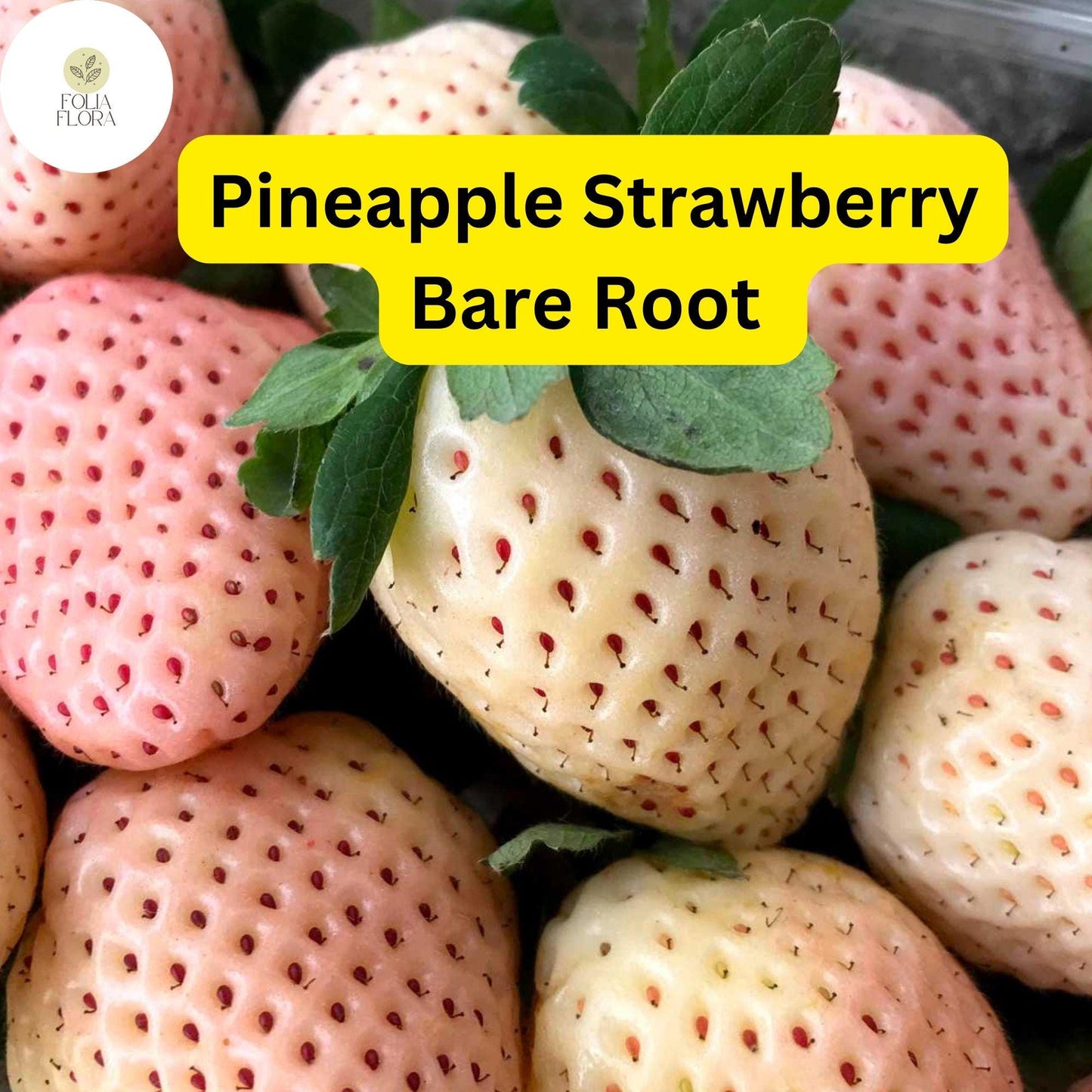 10 Bare Root Pineapple Strawberry Plants – Fragaria × ananassa, Unique White Strawberries