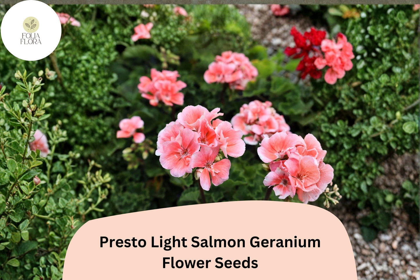 25+ Presto Light Salmon Geranium Seeds | Compact Zonal Geranium | Soft Salmon Blooms for Pots & Garden Beds