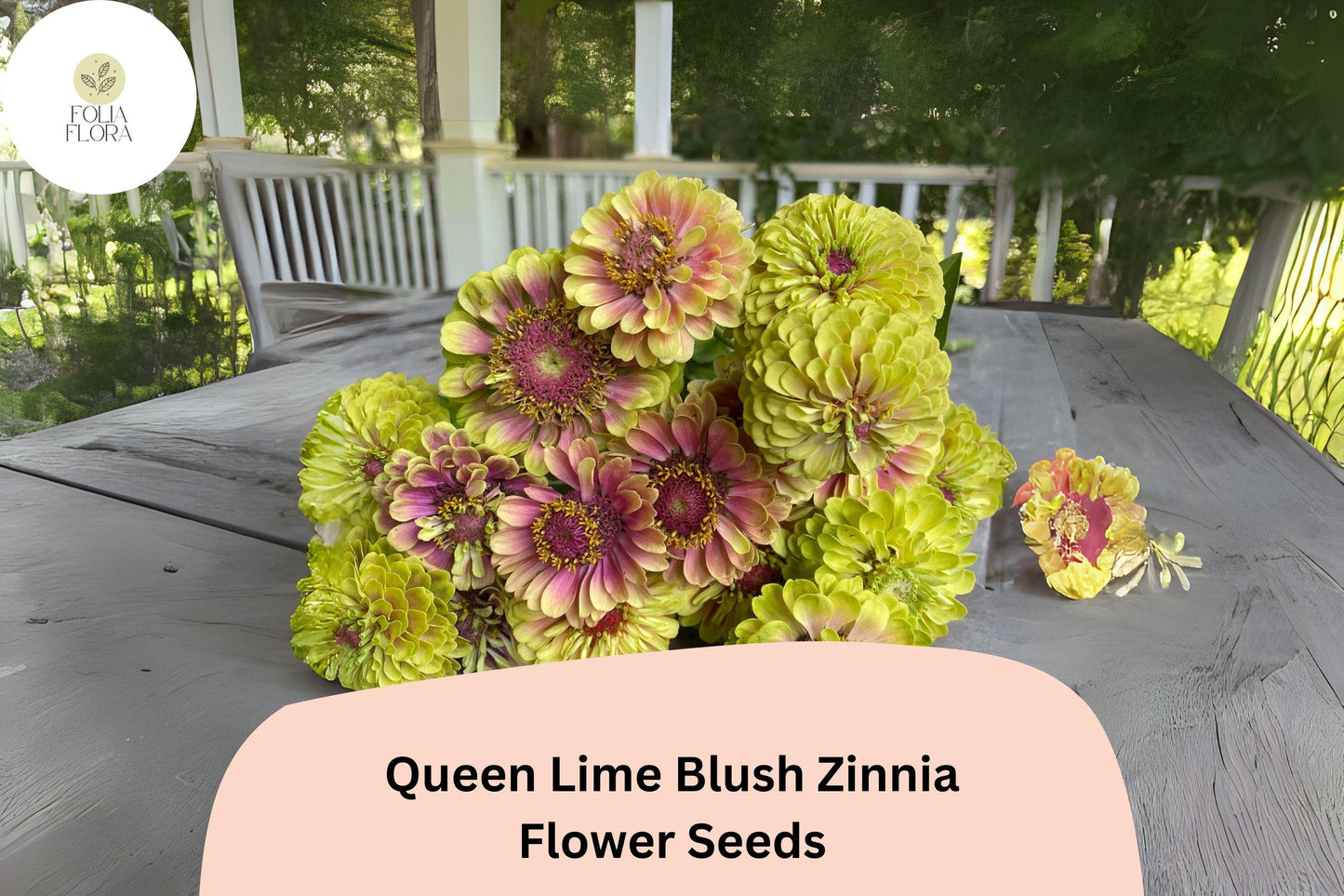 100+ Queen Lime Blush Zinnia Seeds | Soft Lime & Blush Blooms | Compact Garden Annual Flowers, Easy Grow, Cut Flower Variety