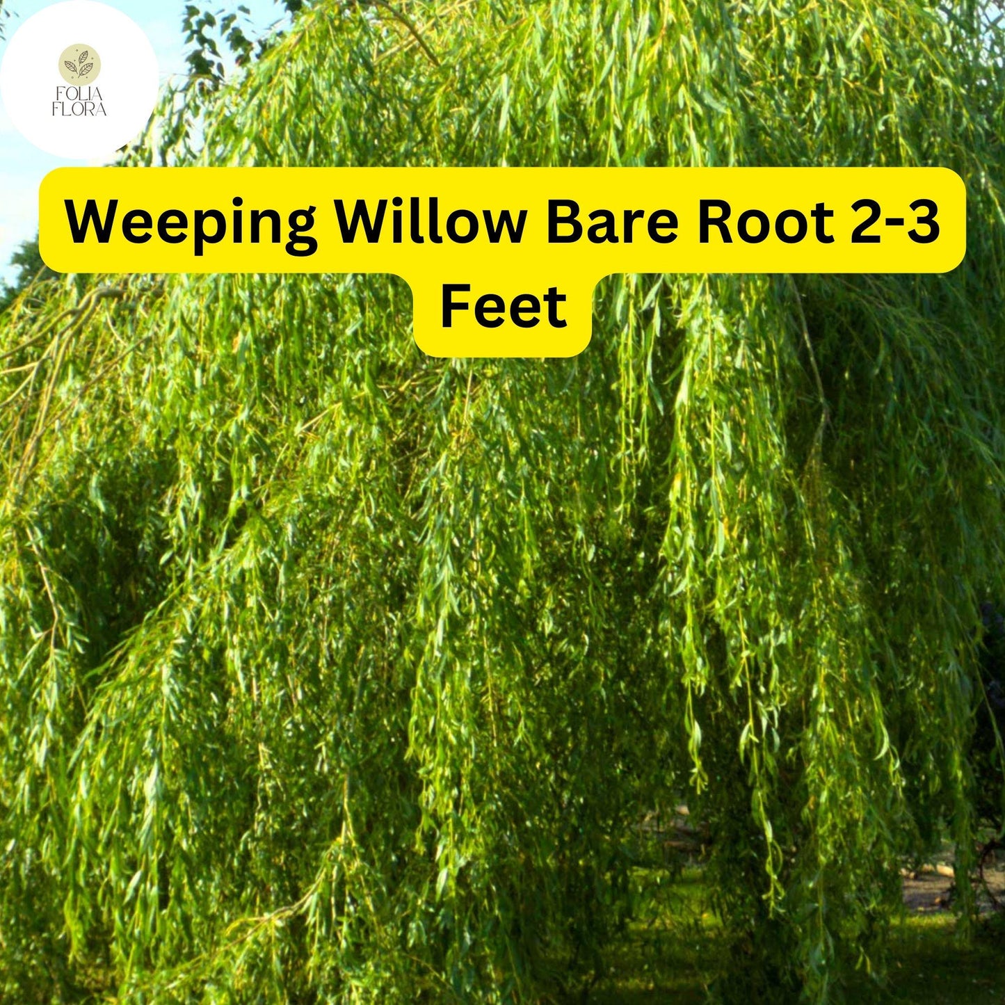 1 Weeping Willow Tree, Live Bare Root Plant, 2-3 Feet Tall, Fast-Growing Ornamental
