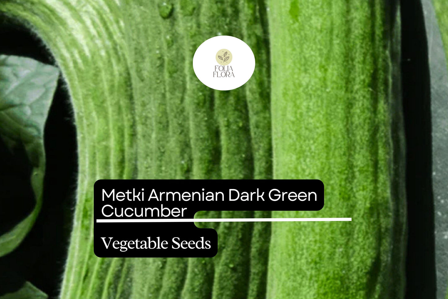30 Seeds Metki Armenian Dark Green Cucumber (Cucumis melo) – Sweet, Crisp, and Versatile Heirloom Variety