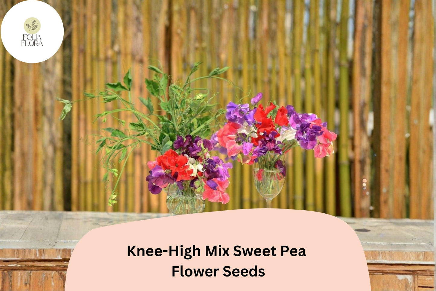 Knee-High Mix Sweet Pea Seeds | Lathyrus odoratus Dwarf Flowers Mixed Colors Planting (50+ Seeds)