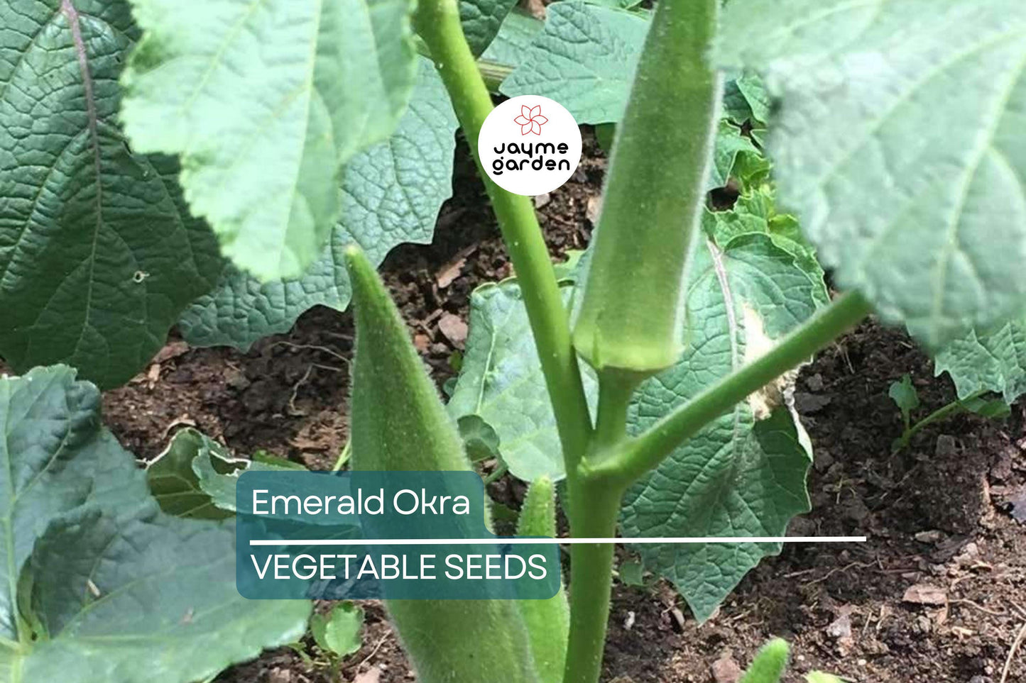 100 Emerald Okra Seeds ā Heirloom, Non-GMO, Tender Green Pods, Fast-Growing, High-Yield, Drought-Tolerant, USA Seller, Free Shipping!