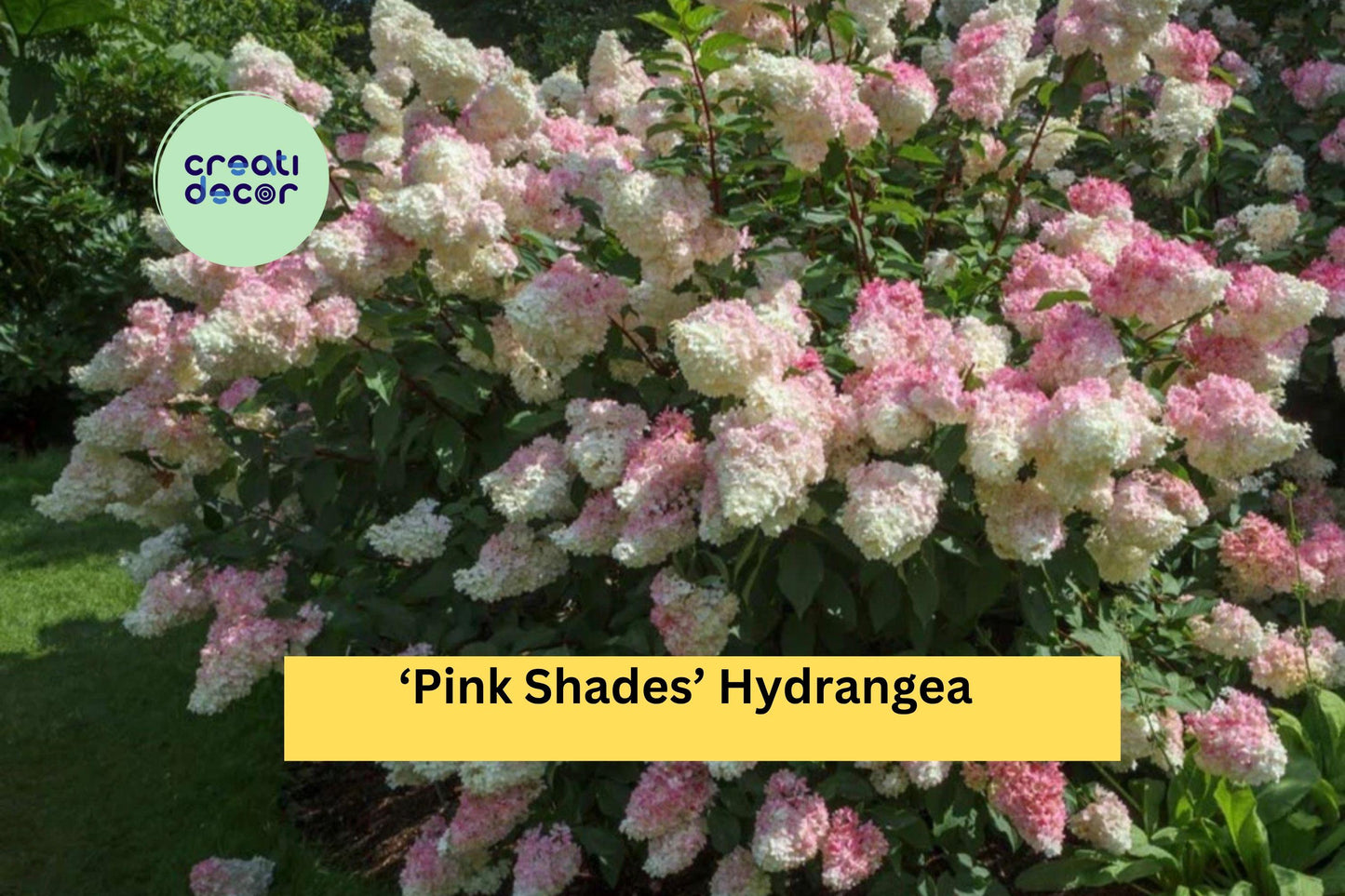 Pink Shades Hydrangea | Hydrangea macrophylla | Live Well Rooted Starter Plant | Ornamental Shrub