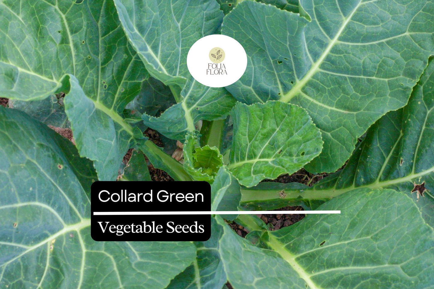25 Organic Collard Greens Seeds | Heirloom Variety | Cool Season Leafy Vegetable for Home Gardens