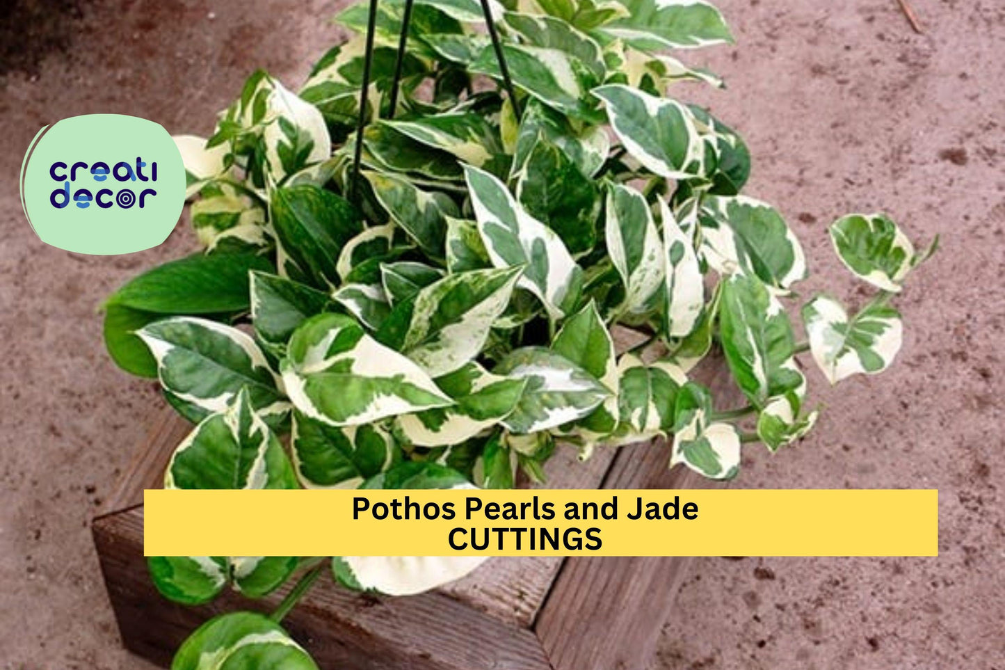 Pothos ‘Pearls and Jade’ Cuttings | 3 Unrooted Variegated Devil’s Ivy | Indoor Vining Houseplant | Easy Care Trailing Starter