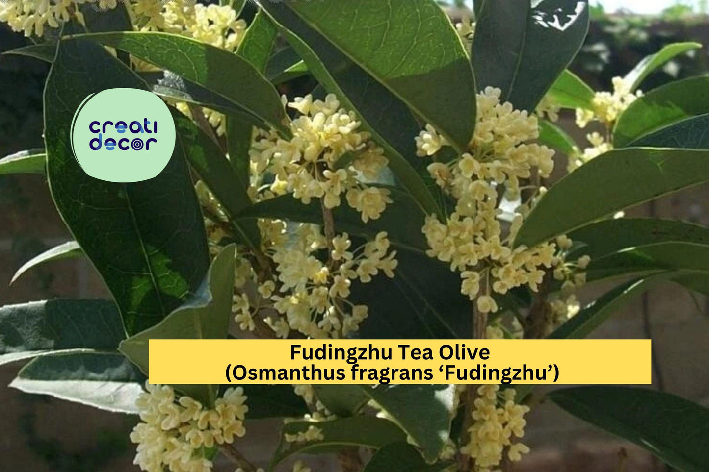 Fudingzhu Tea Olive Plant | Osmanthus fragrans Live Rooted Starter | Fragrant Evergreen Shrub for Garden or Container Growing