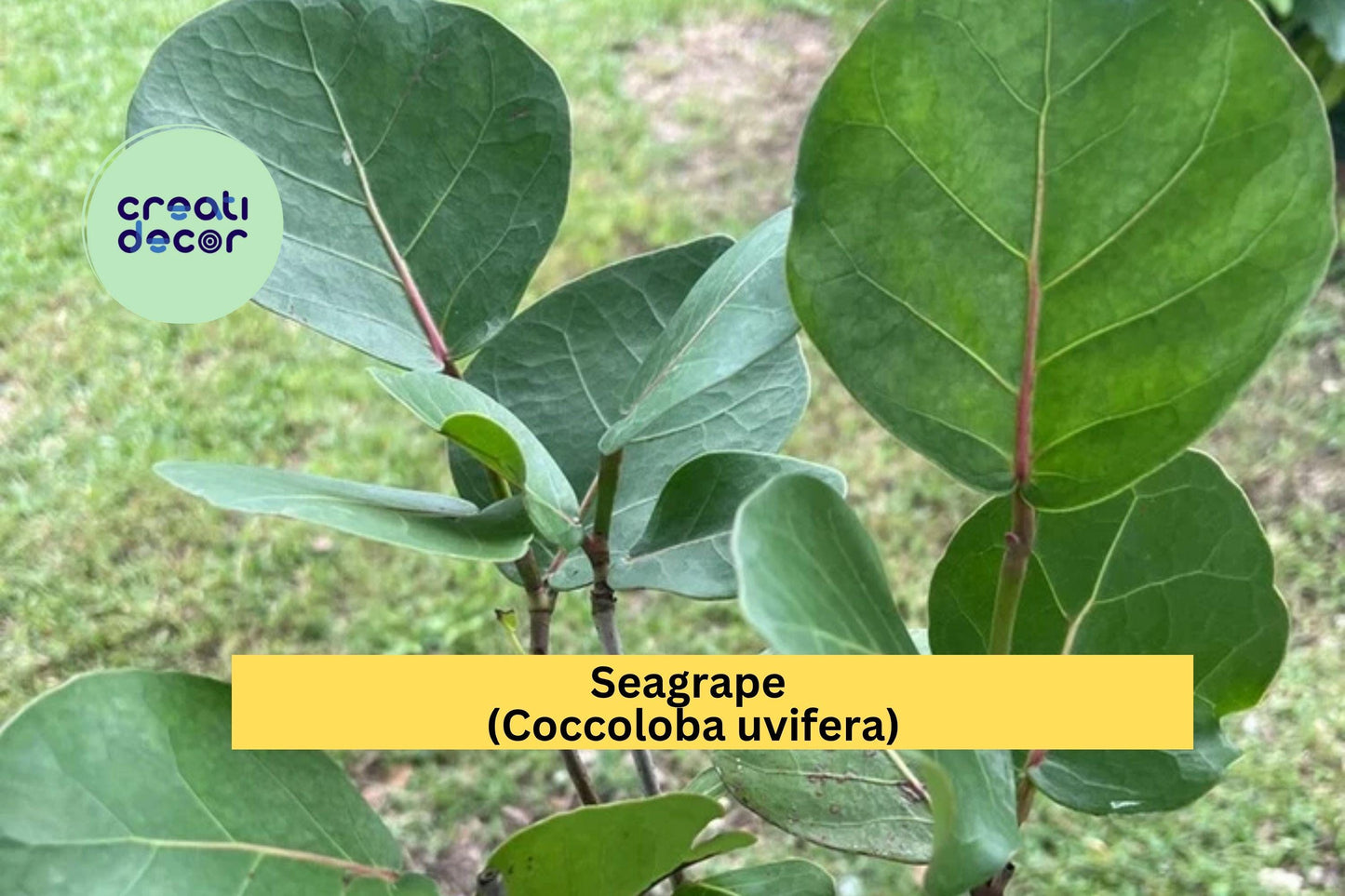 Seagrape (Coccoloba uvifera) – Live Tropical Plant in 6” Pot – Coastal Shrub or Small Tree with Round Green Leaves