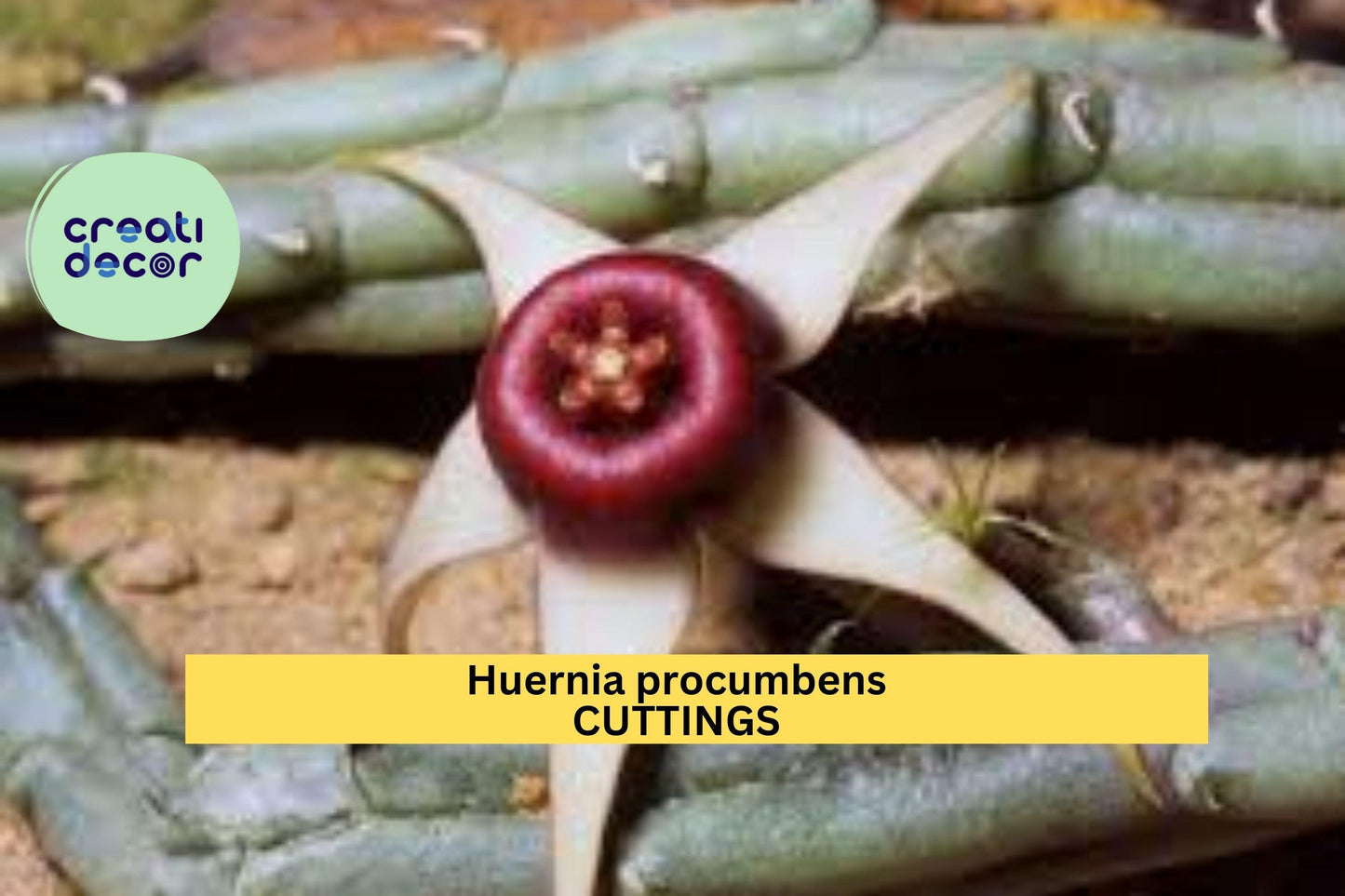 3 Huernia Procumbens Cuttings | Rare Succulent Starter Plant | Star Flower Cactus-Like Vine | Unrooted Exotic Houseplant